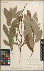 Foto von Salix muscina Dode ex Flod.